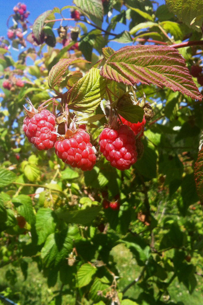 raspberry bush