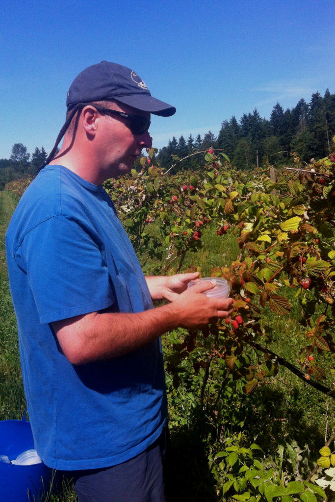 raspberry picking