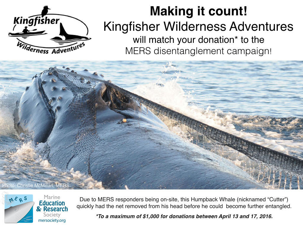 Humpback Whale Disentanglement - Fundraising Challenge