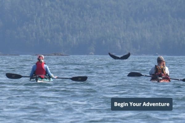 Whales and Wildlife - Begin Your Adventure