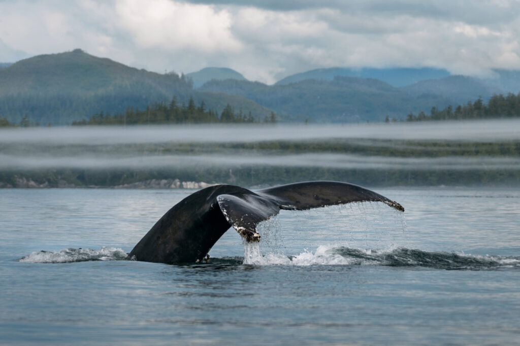 Tail of a Humpback Whale